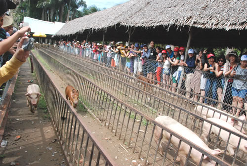 Trò chơi Đua Heo